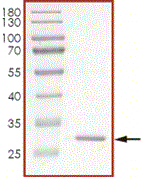 Product Element Image
