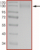 Product Element Image