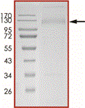 Product Element Image