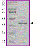 Product Element Image